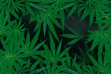Marijuana leaf, black color background. Decorate for ad, poster, template print, artwork