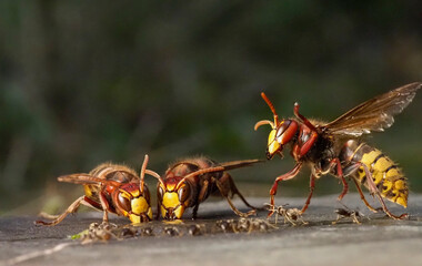 Hornisse (Vespa crabro) und Ameisen