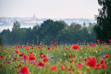 Panorama of the town of Krasnystaw with a field of poppies in the foreground.