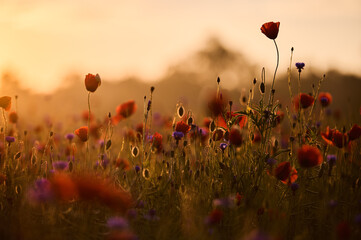 Fototapeta na wymiar A field of red poppies and cornflowers in the morning