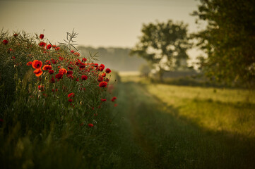 a cluster of field poppies by the green road with a foggy morning