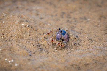 Soldier Crab, Narooma, NSW, December 2022