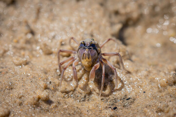 Soldier Crab, Narooma, NSW, December 2022