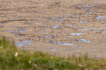 Soldier Crabs, Narooma, NSW, December 2022
