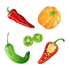 A set of illustrations of different types of peppers in bright colours. Paprika, chilli, jalapeno in vector