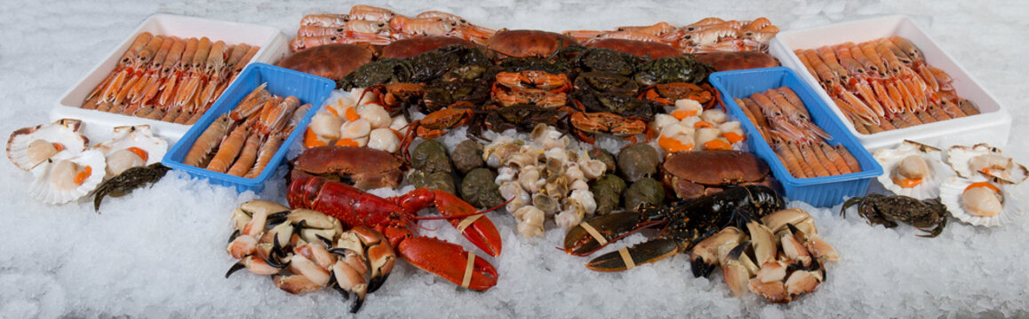 Frozen shellfish panoramic 