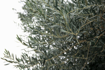 Beautiful olive tree with green leaves outdoors, closeup