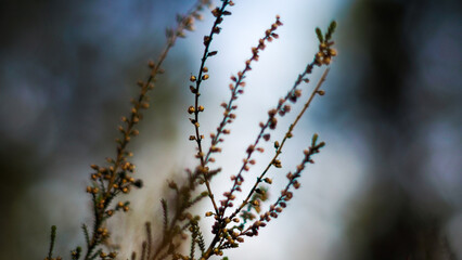 Macro de bruyères sauvages