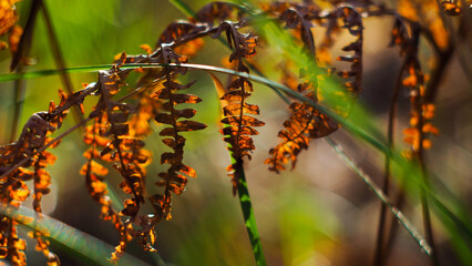 Macro de feuilles de fougère sauvages