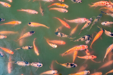 Top view of Nile tilapia fish on farm waiting for food in aquaculture pond at feeding time....
