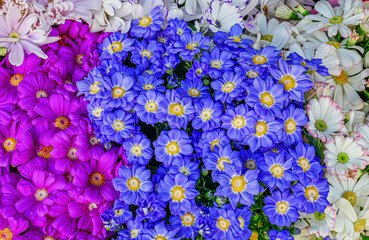 カラフルな花々　サイネリア