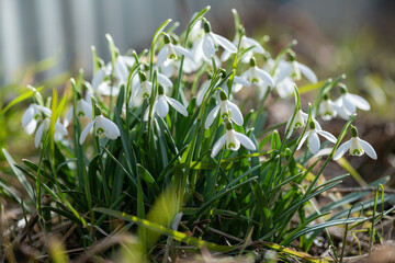 Fototapeta premium Snowdrop flowers in garden. Beautiful snowdrop flower on blurred green background. Flowering background of bloom snowdrop in spring in flower garden. Floral background