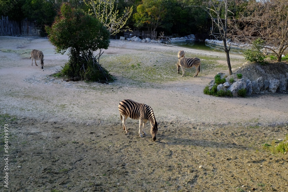 Wall mural Beautiful zebras grazing in conservation area outdoors