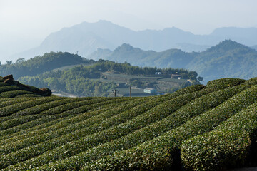 Fototapeta na wymiar Tea field in Shizhuo Trails at Alishan of Taiwan