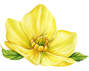 Watercolor yellow flower, hellebore isolated on a white background. Botanical illustration