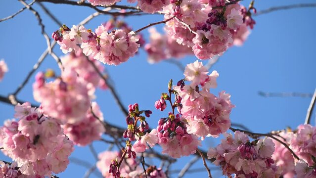 Bee on flower. European honey bee pollening on pink fowers. One busy Apis mellifera on cherry blossoms in spring. Real time. 4K.