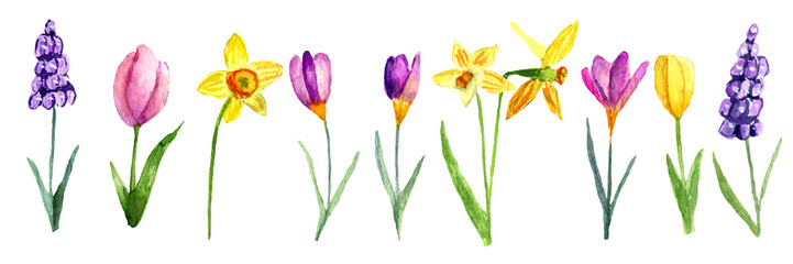 Set of watercolor hand drawn spring flowers. Tulip, narcissus, crocus, hyacinth. Isolated on white.