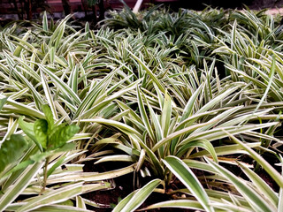 Chlorophytum laxum green plant in the garden 