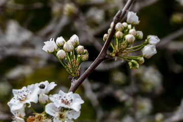 Delicate pink buds of a flowering pear tree close-up.