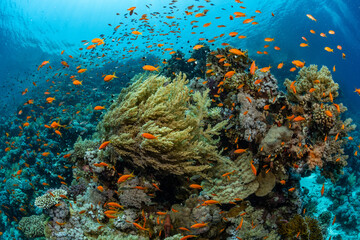 Fototapeta na wymiar Coral Reef Fish Turtle Stingray Little Big Planet