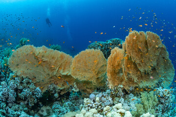 Fototapeta na wymiar Reef and Fish