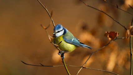 Eurasian blue tit in the foret