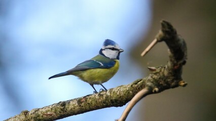 Obraz premium Eurasian blue tit in the foret