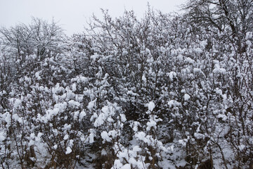 Krzewy w śniegu - obrazy, fototapety, plakaty