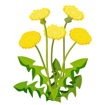 Blooming dandelion on white background. Cartoon herbal vector illustration.