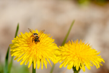 Biene frontal auf Löwenzahn