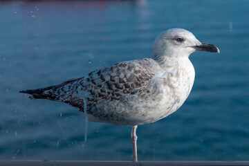 Grey seagull stands on one leg behind the dirty glass and in front of water background.