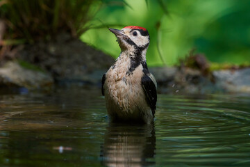 Amazing woodpecker ,,Dendrocopos major,, in natural environment, Danubian wetland, Slovakia