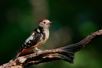 Middle spotted woodpecker ,,Leiopicus medius,, in natural environment, Danubian wetland, Slovakia