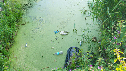 Green algae pollution on polluted water surface. Use of dirty water is dangerous and forbidden....