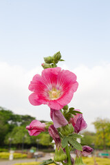 Big closeup beautiful pink Hollyhock flowers planted in flower beds in a bright morning