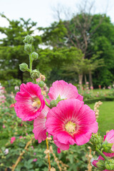 Big closeup beautiful pink Hollyhock flowers planted in flower beds in a bright morning