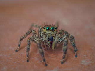 Jumping spider