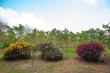 Colorful Bougainvillea glabra flowers in the morning big park