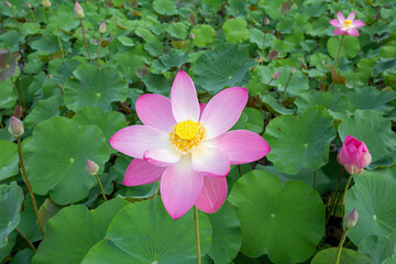 Big closeup Nelumbo nucifera or Sacred lotus or Indian lotus or Simply lotus in a beautiful lotus pool