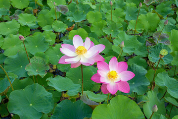 Closeup Nelumbo nucifera or Sacred lotus or Indian lotus or Simply lotus in a beautiful lotus pool