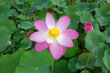 Big closeup Nelumbo nucifera or Sacred lotus or Indian lotus or Simply lotus in a beautiful lotus pool