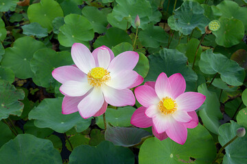 Big closeup Nelumbo nucifera or Sacred lotus or Indian lotus or Simply lotus in a beautiful lotus pool