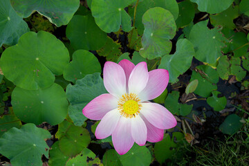 Big closeup Nelumbo nucifera or Sacred lotus or Indian lotus or Simply lotus in a beautiful lotus pool