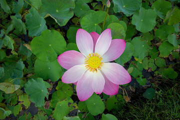 Big closeup Nelumbo nucifera or Sacred lotus or Indian lotus or Simply lotus in a beautiful lotus pool