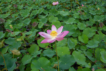 Closeup Nelumbo nucifera or Sacred lotus or Indian lotus or Simply lotus in a beautiful lotus pool