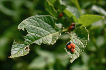 Group of potato bug larvae feeding on leaves of potato plants. Colorado potato beetle eats potato leaves. Pest invasion, parasite destroy potatoes plants, insects on eaten damaged leaves