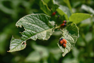 Group of potato bug larvae feeding on leaves of potato plants. Colorado potato beetle eats potato...