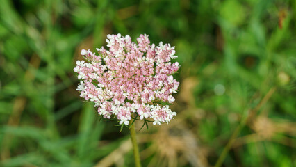 Wild carrot flower isolated. Bird's or Bee's Nest (Daucus carota) with beautiful green field background. Maybe it is Rouya Polygama Coincy or Queen Anne's Lace Single. - obrazy, fototapety, plakaty