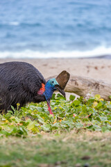 Southern Cassowary Eating Watermelon on the Beach of Etty Bay, Queensland, Australia.