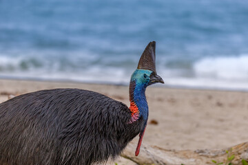 Southern Cassowary Walking on the Beach of Etty Bay, Queensland, Australia